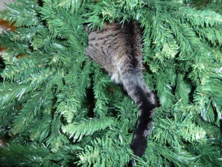 carolina in tree back