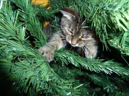carolina in tree front