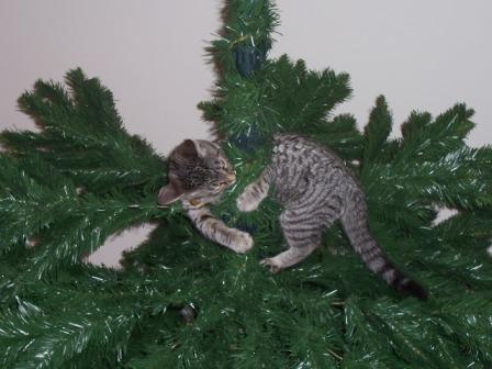 kitten carolina in tree compressed